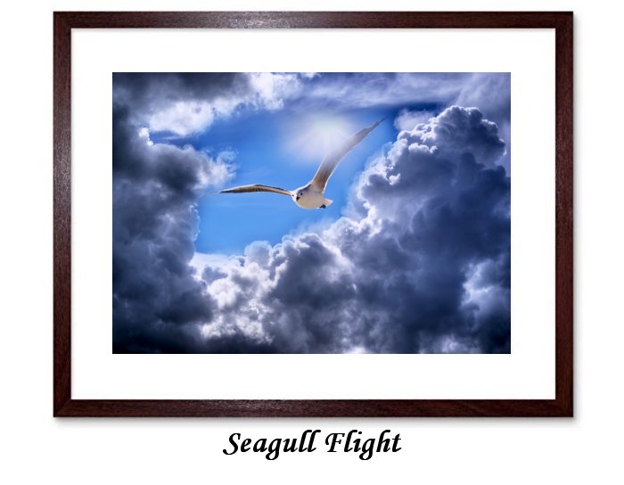 Seagull Flight  Framed Print
